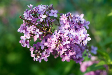 Fototapeta na wymiar lila Fliederblüten vor grünem Hintergrund