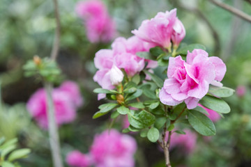 Fototapeta na wymiar Blossoming camellia flowers, with delicate purple flowers