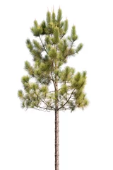Tableaux ronds sur plexiglas Arbres pine tree isolated on white background