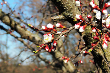 The first flowering trees