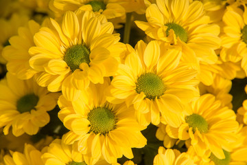 A beautiful chrysanthemum flowers in the garden.