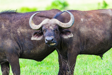 Obraz premium Buffalo at Ngorongro Crater conservation area. Tanzania.