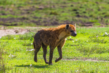 Hyena at Ngorongro Crater conservation area. Tanzania.