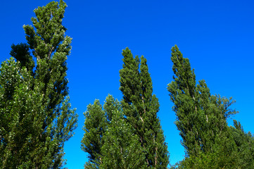 A poplar and blue sky