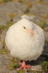 White pigeon in Tjornin lake, Iceland