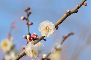 Macro background of Japanese White Plum Blossom branches