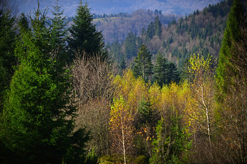 Mountain forest landscape on a clear day.