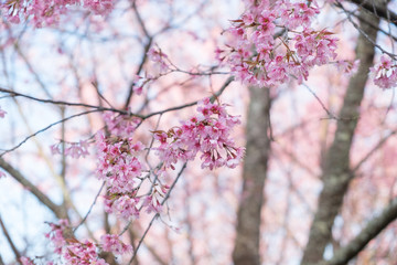 Wild Himalayan Cherry blossoms in Khunwang, Chiang Mai, Thailand.
