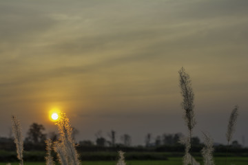 Grass is pretty on the field and sunshine