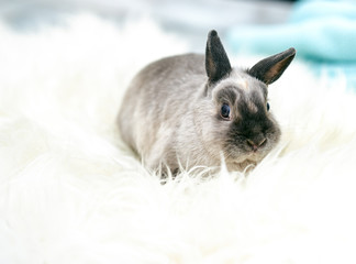 One rabbit on white background