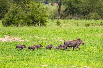 Warthogs in Tarangire National Park, Tanzania.