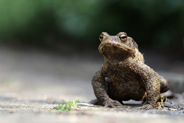 großer dicker Frosch auf einem Weg sitzend in Nahaufnahme