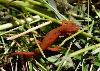 Orange Salamander