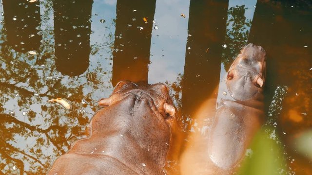 Hippos lie in an artificial pond in zoo. Mom hippo and baby lie in water