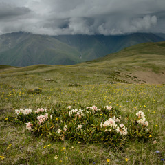 Blooming rhododendron in the foreground. Epic dark stromy clouds on the background. Hill covered with green grass. Overcast summer day in Caucasus mountains in Georgia. - obrazy, fototapety, plakaty