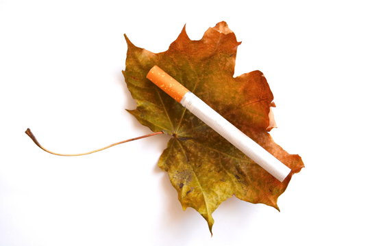 Cigarette with faded autumn leaf. Symbol of diseases and decline associated with harmful smoking habit. Isolated. White background.