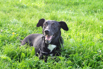 radosny czarny pies z biała łatka leżący na trawie