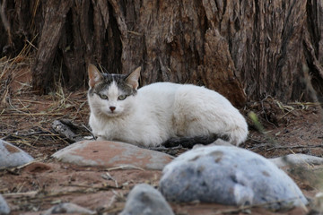 dziko żyjący biało szary kot leżący pod drzewem