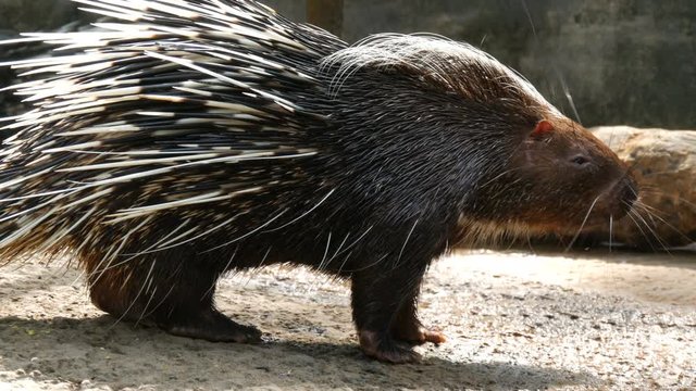 Porcupine with long needles walks around the aviary in the zoo