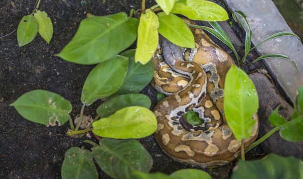 Resting wild snake, Blood Python in a garden under green plant. Big snake called Blood Python is sleeping.