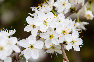 blühende weiße Apfelblüten in Nahaufnahme