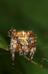 Close up of a garden spider in it's web