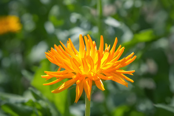 Yellow chrysanthemum flower in the garden.