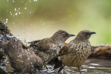 Arrow-marked Babbler in Mapungubwe National park, South Africa