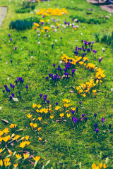 crocus flowers bloomin in on a green meadow