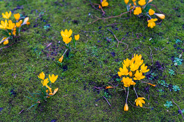 crocus flowers bloomin in on a green meadow