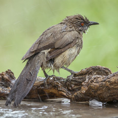 Arrow-marked Babbler in Mapungubwe National park, South Africa