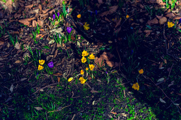 crocus flowers bloomin in on a green meadow