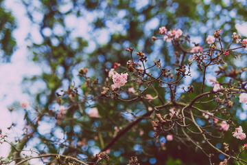 pink blossoms on a tree shot at shallow depth of field