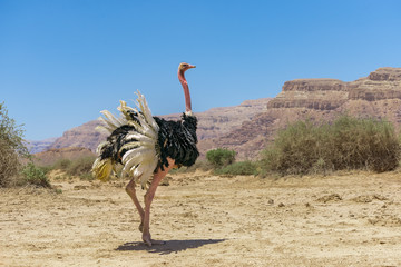 Mannetje van Afrikaanse struisvogel (Struthio camelus) in natuurreservaat in de buurt van Eilat, Israël