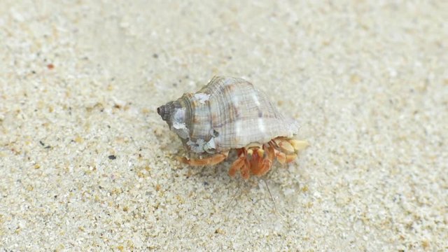 Hermit crab crawling by the sand at tropical ocean beach