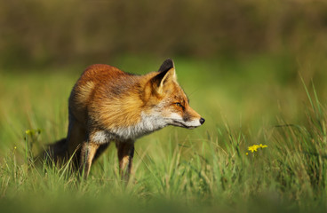Red fox standing in the field of grass