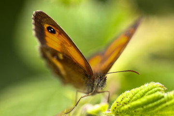 Close up of a gatekeeper butterfly with shallow depth of field, focus is on the eye