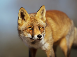 Close up of a red fox against blue background