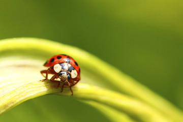 Ladybird clinging to a flowering parsnip plant shot with shallow depth of field for soft focus