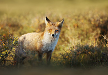 Close up of a young Red fox