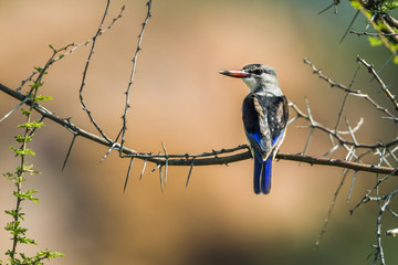 Grey-headed Kingfisher in Mapungubwe National park, South Africa