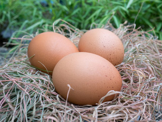 eggs in nest