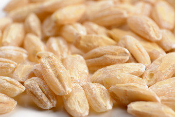 barley seeds