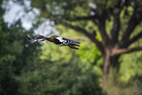 Spur winged Goose in Mapungubwe National park, South Africa