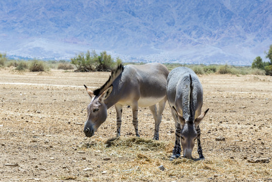 Somali wild donkey (Equus africanus) is the forefather of all domestic asses. This species is extremely rare both in nature and in captivity. 