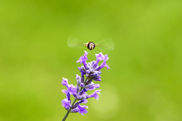 Hoverfly pollinating lavender flowers in a meadow on a warm summer day