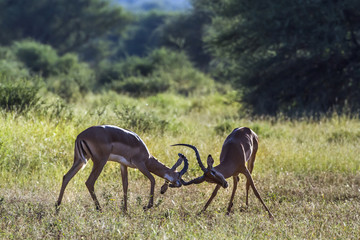 Common Impala in Mapungubwe National park, South Africa