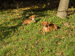 Fototapeta premium Beautiful small cute brown dog landscape