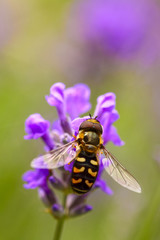 Hoverfly pollinating lavender flowers in a meadow on a warm summer day