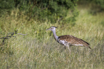 Kori bustard in Mapungubwe National park, South Africa